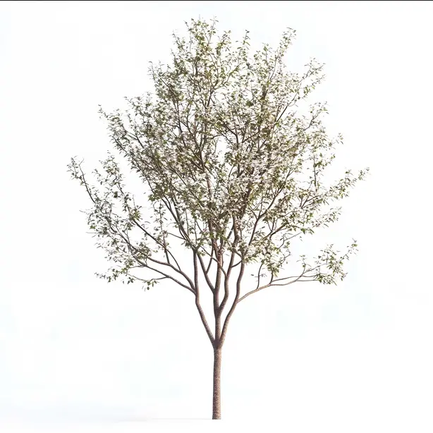 Amelanchier arborea Robin Hill Haute Tige 14 16 