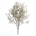Amelanchier arborea Robin Hill Haute Tige 14 16 