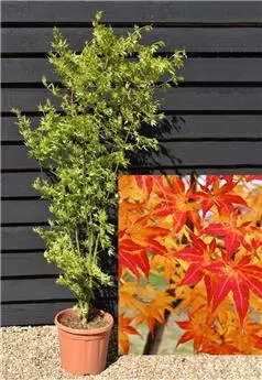 [0999667] Acer palmatum Demi Tige motte ** Erable du Japon Vert **