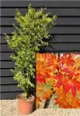Acer palmatum Demi Tige motte - Erable du Japon vert 