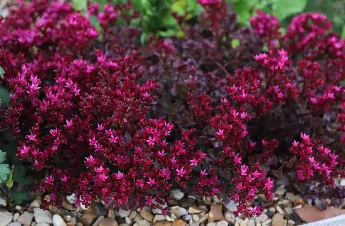 Sedum spurium Voodoo Pot P17 cm