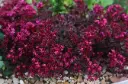 Sedum spurium Voodoo Pot P17 cm