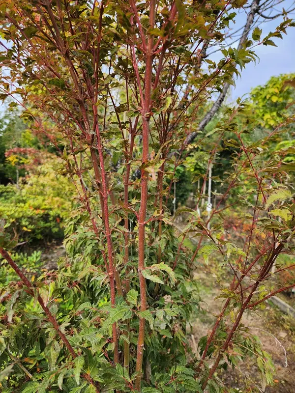 [0999675] Acer palmatum Hagoromo Buisson 175 200 cm Motte ** Variété rare. Erable du Japon ** 