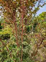 Acer palmatum Hagoromo Buisson 175 200 cm Motte ** Variété rare. Erable du Japon ** 