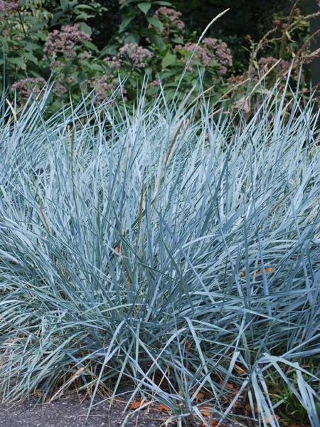 [0999685] Leymus arenarius Blue Dune Pot P14 cm 