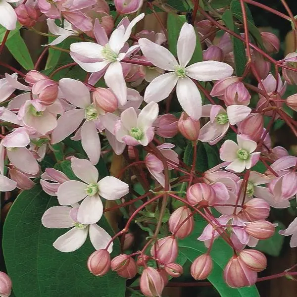 Clematis armandii Hendersonii Rubra Pot P16-C2L ** Clématite très parfumée à feuil. persistant **