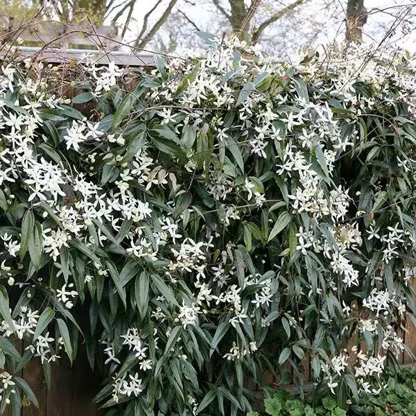 Clematis armandii Enhams Star Pot C2 ** ** Clématite armandii. Feuillage persistant ** 