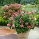Hydrangea paniculata Quick Fire Faboulus Pot C3 L 