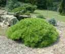 Pinus densiflora Low Glow 30 40 Pot C5Litres  ** RARE ** 