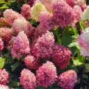 Hydrangea paniculata Bloody Marie® Pot C5Litres ** Hortensia **