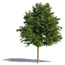 Tilia Cordata Haute Tige 18 20 ** Tilleul parfumé et mellifère ** - Tilleul