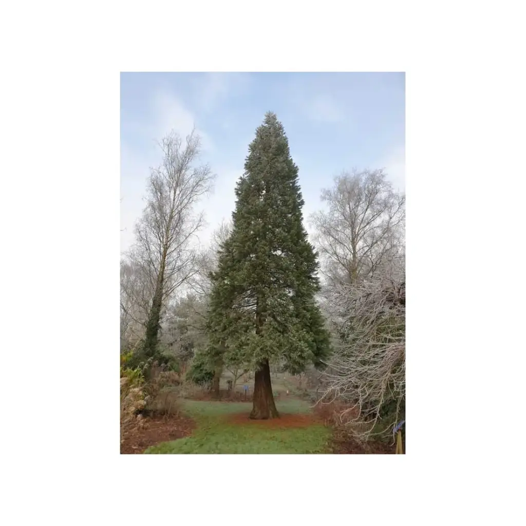 Sequoia giganteum 175 200 cm Motte