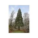 Sequoia giganteum 175 200 cm Motte