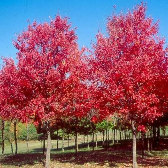 Acer rubrum Sun Valley 08 10 Haute Tige Motte - Erable du Canada