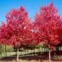 Acer rubrum Sun Valley 08 10 Haute Tige Motte - Erable du Canada