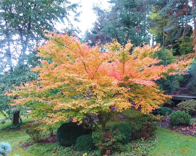 Acer palmatum Summer Gold 175 200 cm Pot C25Litres ** Erable du Japon ** 