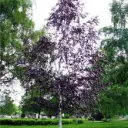 Betula pendula Purpurea 500 600 cm Pot