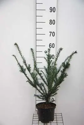 [0999761] Taxus baccata 40/+ motte ou pot - If pour haie