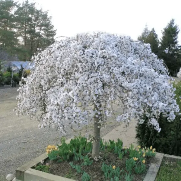 Prunus Snow Fountains Snofozam Demi Tige Tronc +/- 120 cm Pot C12 - Cerisier du Japon blanc pleureur.
