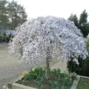 Prunus Snow Fountains Snofozam Demi Tige Tronc +/- 120 cm Pot C12 - Cerisier du Japon blanc pleureur.