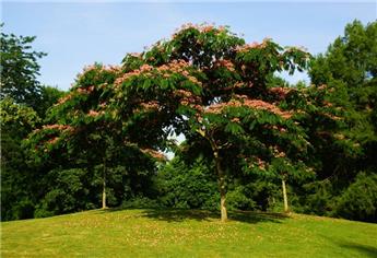 Albizia julibrisin Ombrella Haute Tige  Pot C35Litres ** Arbre à soie.