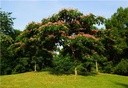 Albizia julibrisin Ombrella Haute Tige  Pot C35Litres ** Arbre à soie.