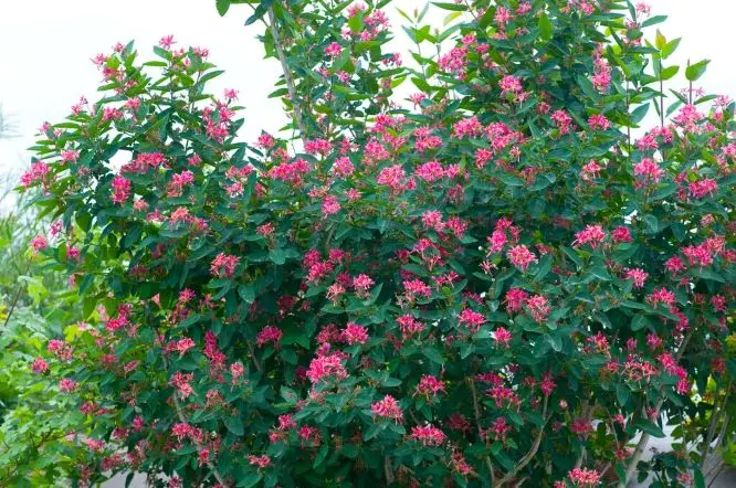 Lonicera tatarica Pot - Chèvrefeuille arbustif