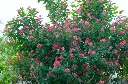 Lonicera tatarica Pot - Chèvrefeuille arbustif