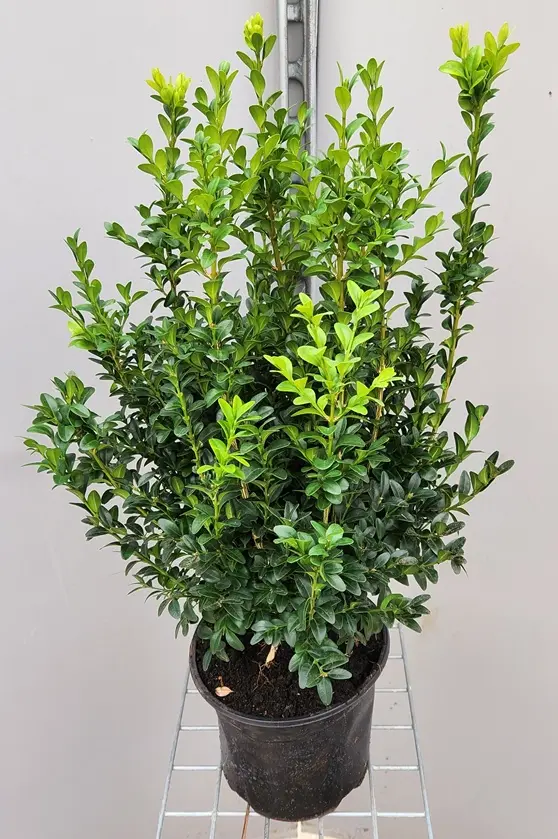 Buxus sempervirens 40 50 cm Pot -Buis