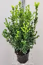 Buxus sempervirens 40 50 cm Pot -Buis