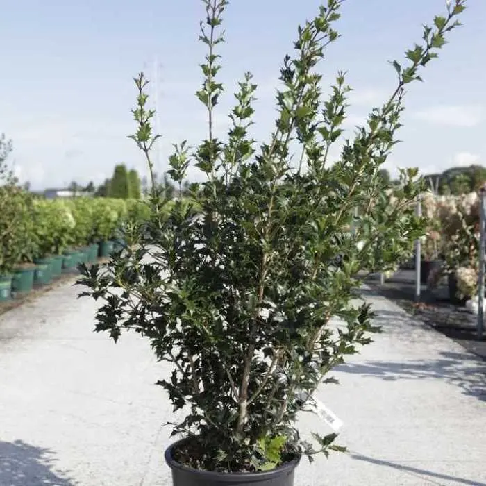Osmanthus heterophyllus 80 100 Motte ou Pot C10Litres - Persistant parfumé. 