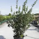Osmanthus heterophyllus 80 100 Motte ou Pot C10Litres - Persistant parfumé. 