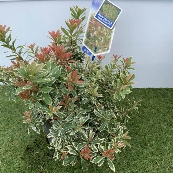 [0999818] Pieris japonica Little Frosty Pot P19 cm ** Compact ** 