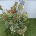 Pieris japonica Little Frosty Pot P19 cm ** Compact ** 