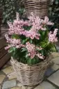 Pieris japonica Pink Passion Pot P19 cm