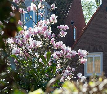 Magnolia Star Wars 400 500 cm XXL * Plante exceptionnelle **