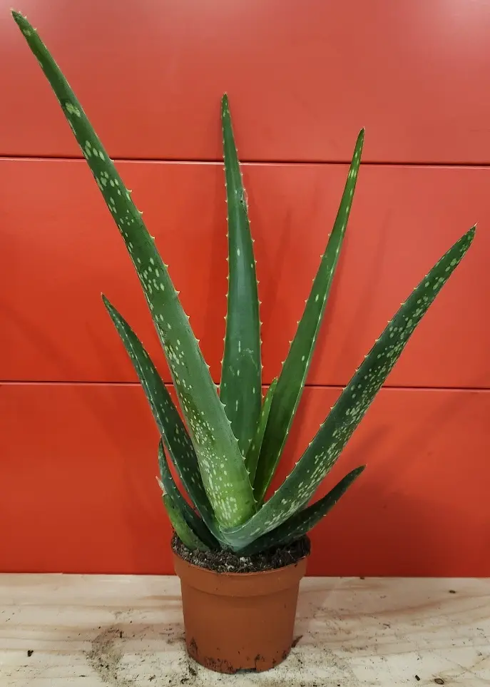 Aloe vera Pot P10 cm