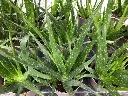 Aloe vera Pot P10 cm