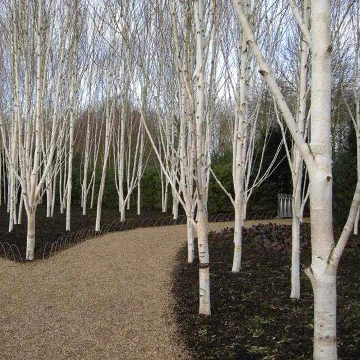 Betula utilis Doorenbos Baliveau 250 300 cm ** Bouleau LE plus blanc ** 