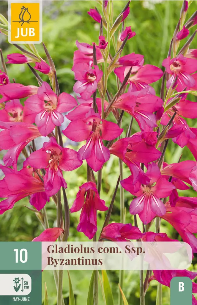 Gladiolus com. Byzantinus * 10pc cal. 6/+. - Glaïeul de Byzance