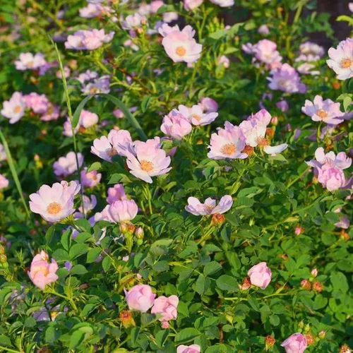 Rosier Rosa rubiginosa (= eglanteria) JPL RN *** Remise importante à partir de 10 plantes **