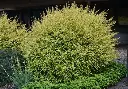 Lonicera nitida Baggescens Gold Pot C1.5L 