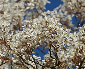 Amelanchier lamarckii Haute Tige 16 18 Pot 