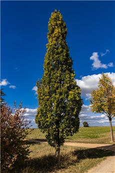 Quercus robur Fastigiata 14 16 XTRA Haute tige Motte - Chêne colonnaire
