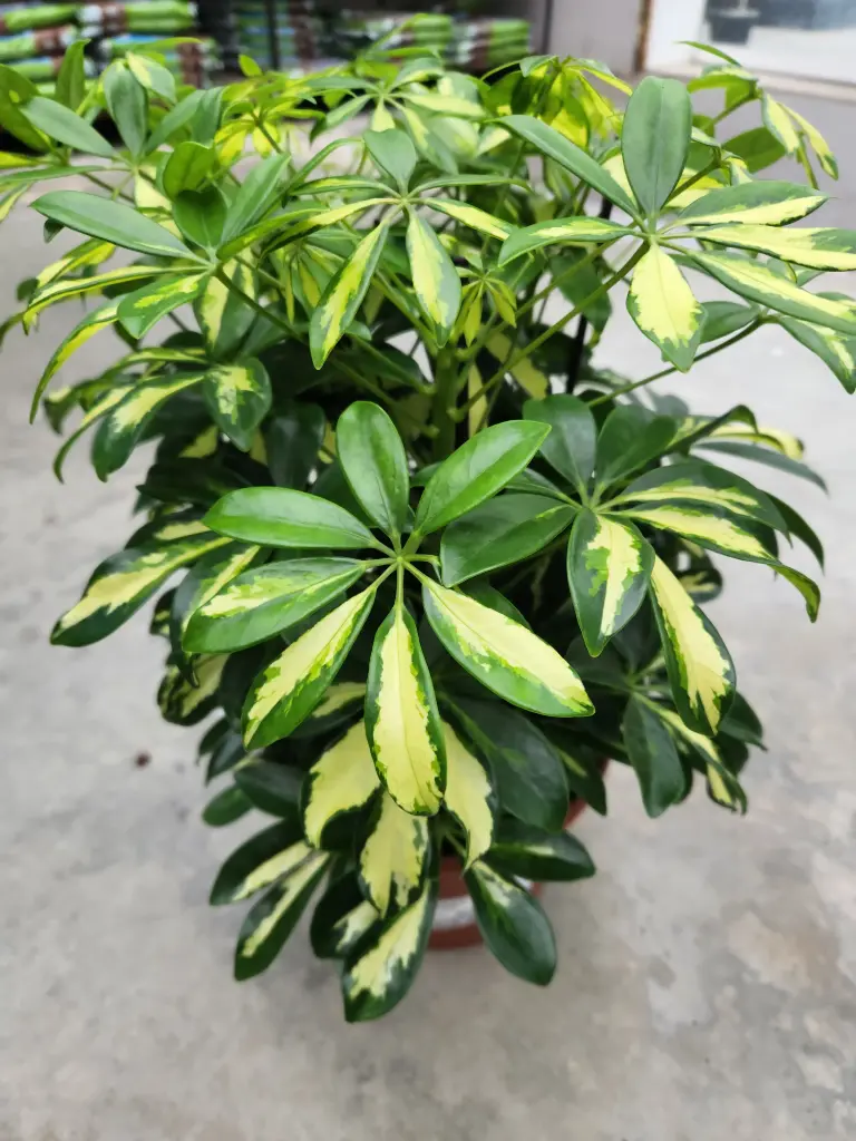Schefflera arb Gerda P21