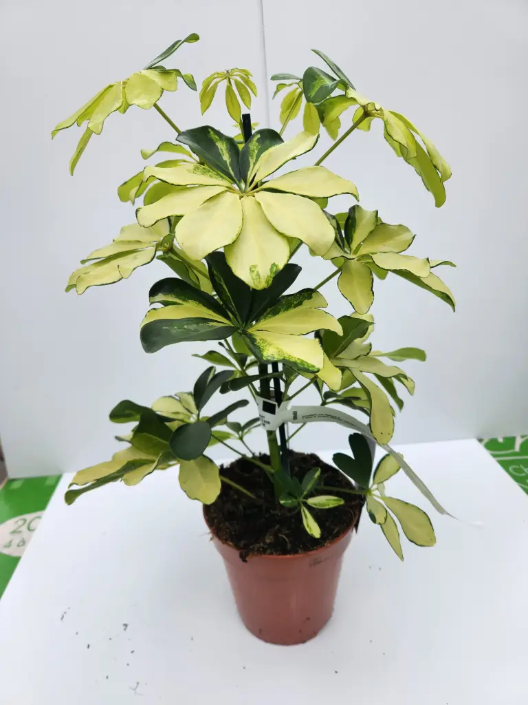 Schefflera arb Melanie Pot de 13cm