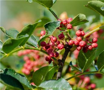 Zanthoxylum schinifolium 100 125 cm XXL Pot C18Litres - Poivrier du Sansho 