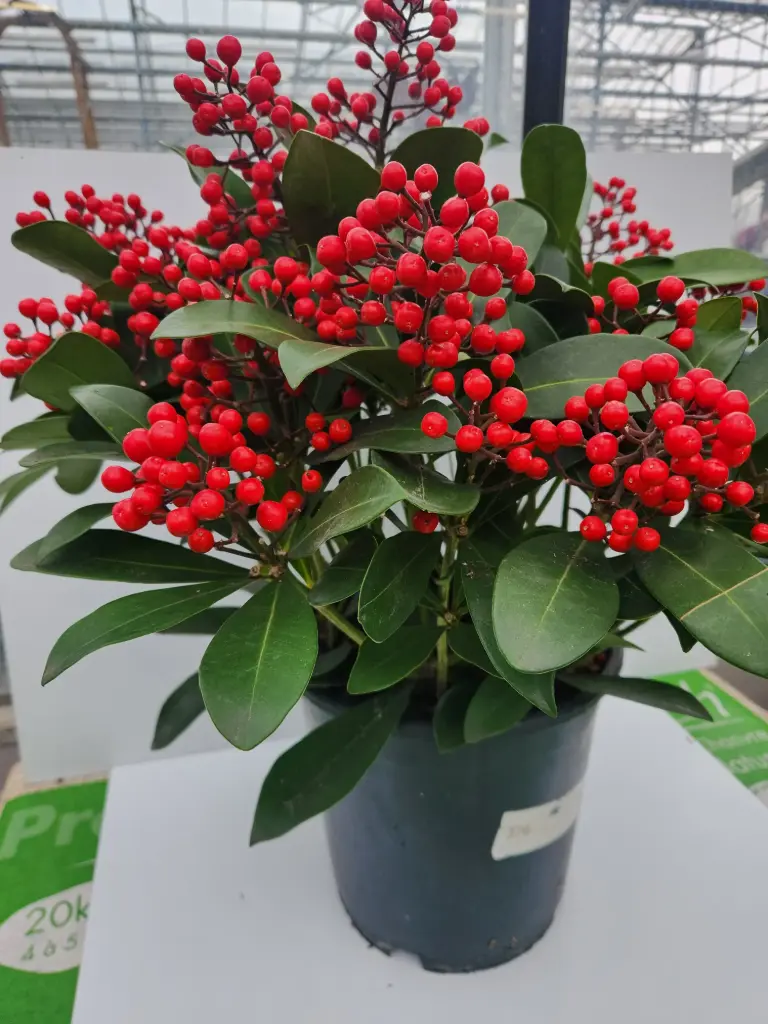 Skimmia japonica Passion C7.5litres 