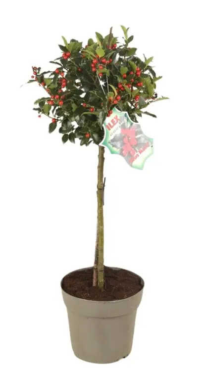 Ilex meserveae Blue Maid tige 80 cm tête 30cm Pot C5Litres - Houx 