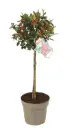 Ilex meserveae Blue Maid tige 80 cm tête 30cm Pot C5Litres - Houx 